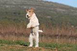 FOX TERRIER 480